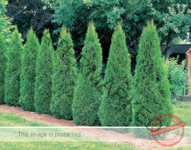 Eight arborvitae (Thuja occidentalis) trees stand in a row in a garden.