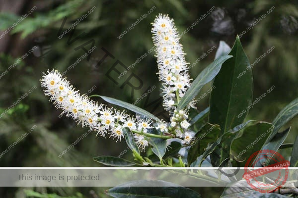 The flowers of skip laurel (Prunus laurocerasus 'Shipkensis') are long and pointed.