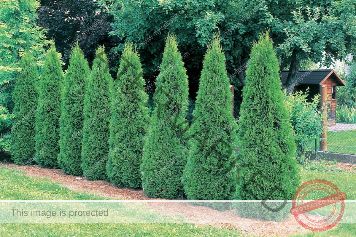 Eight arborvitae (Thuja occidentalis) trees stand in a row in a garden.