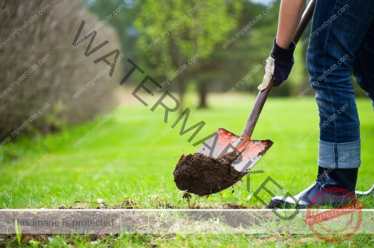 Man uses a shovel to fill a hole in the lawn with dirt.