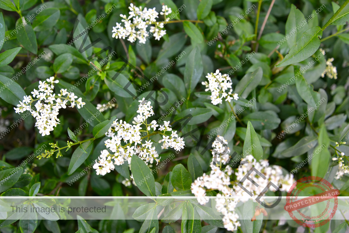 Privet (Ligustrum vulgare) Small white flowers bloom from the bush's dark leaves.