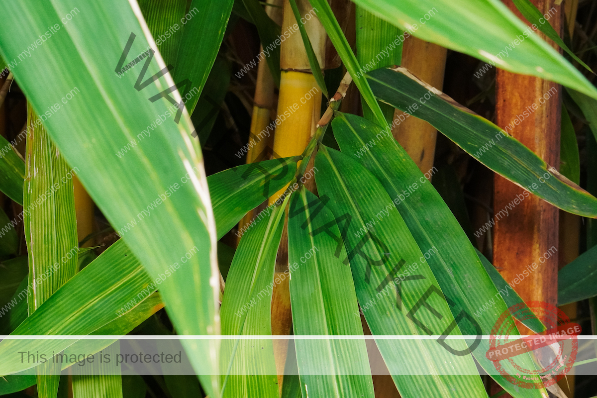 Bamboo (Bambusa vulgaris) is a bush composed of large green leaves and long stalks.