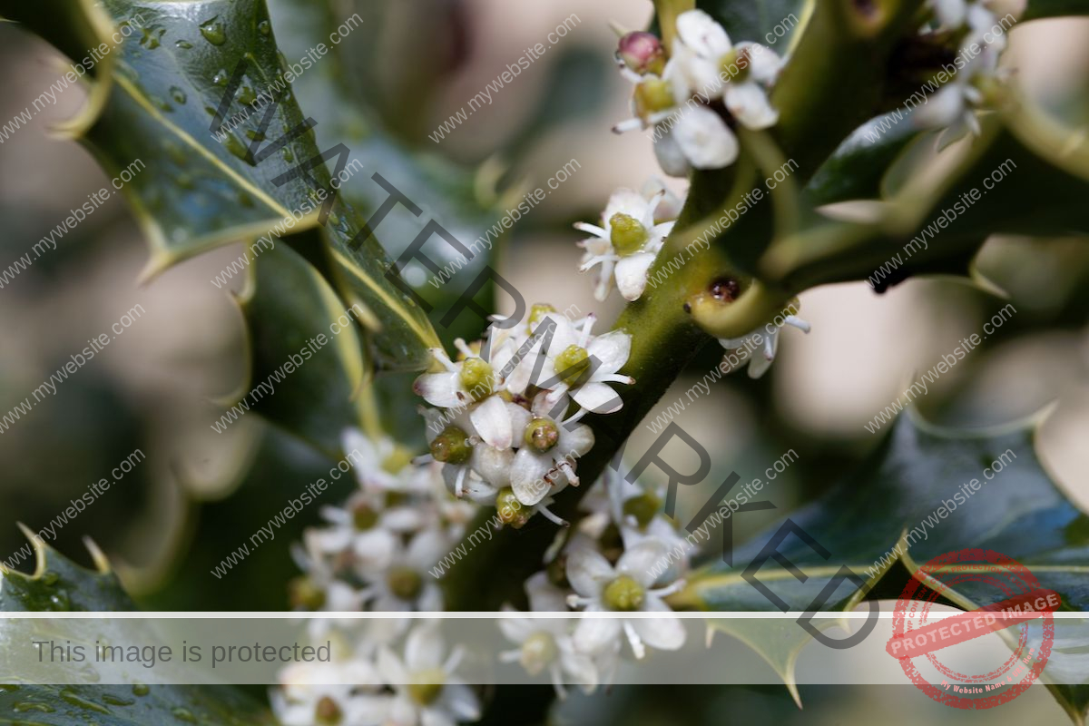 Small white flowers crawl up the stems of the sharp dark green leaves of the holly (Ilex aquifolium) bush.