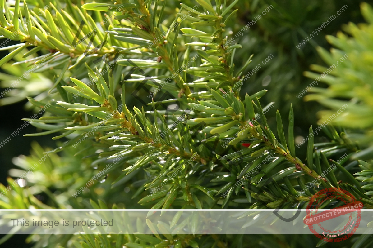 Hick's yew (Taxus x media hickii) The hedge's branches hide a small red berry.