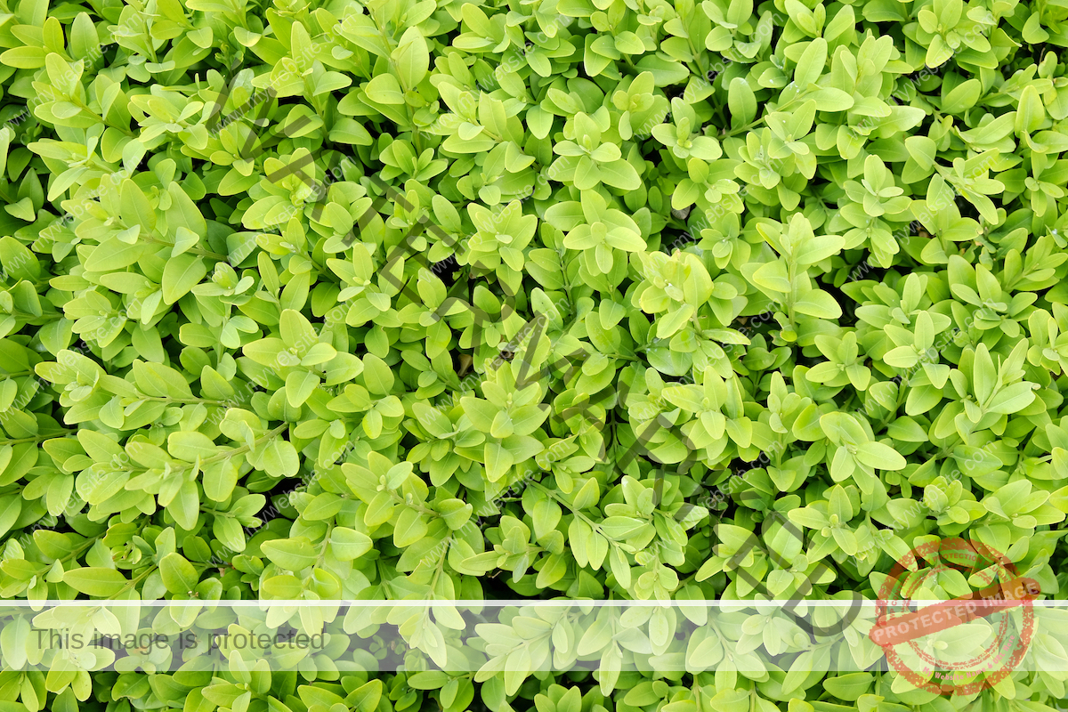 The boxwood (Buxus sempervirens) shrub has small leaves that are pale green.