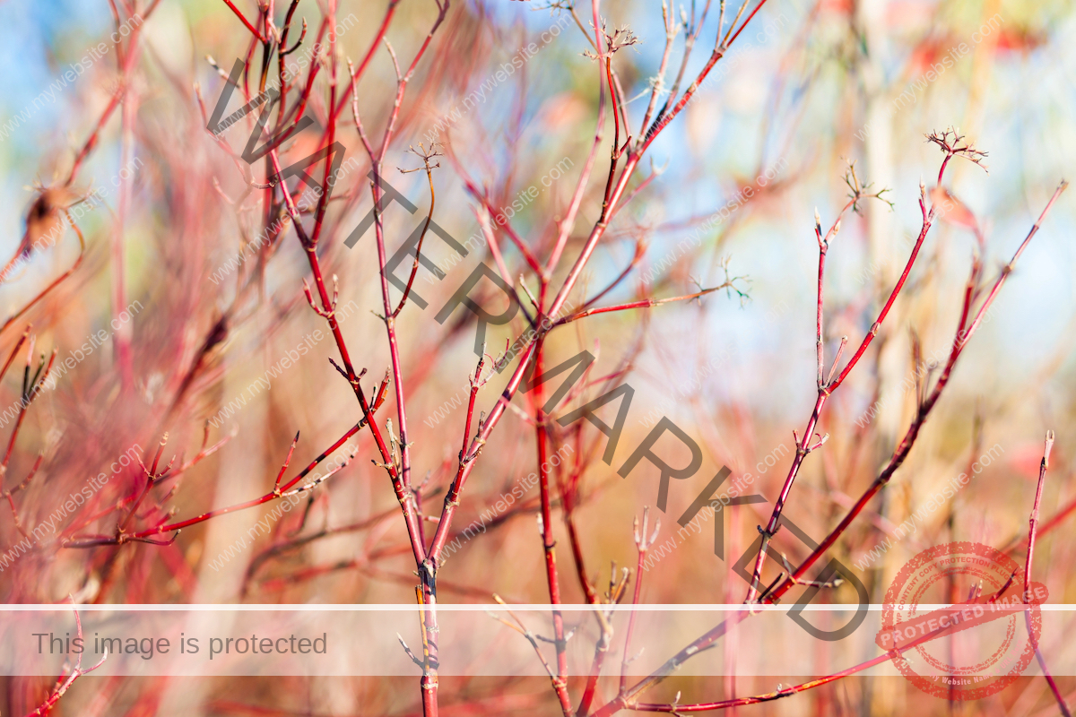 Red Twig Dogwood (Cornus sericea) The thin red branches of the shrub blend in with the background of leafless trees. 