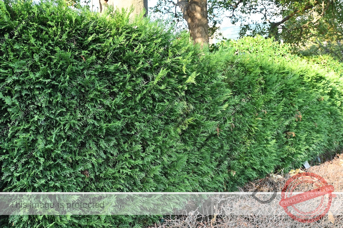 The Leyland cypress (Cupressus) tree has been pruned into a bush shape.