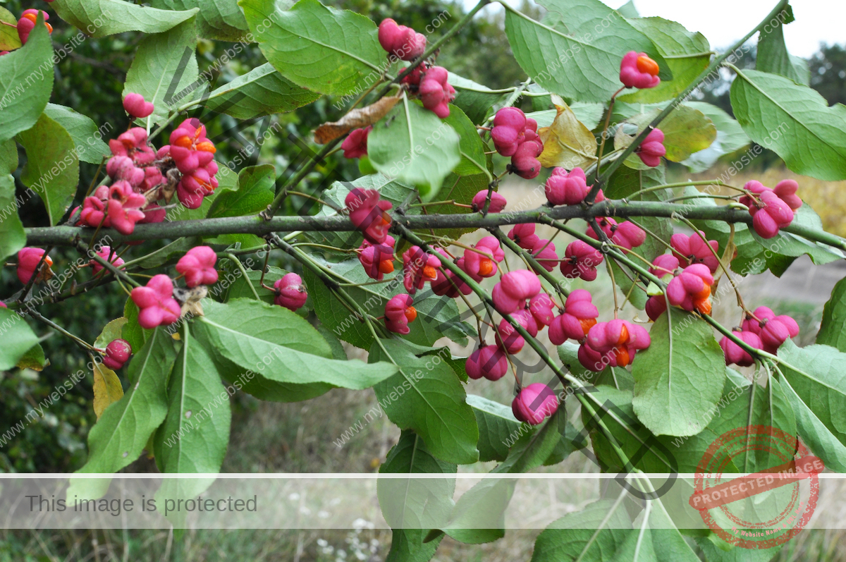 Euonymus (Euonymus europaeus) A branch of the bush spreads out to reveal round pink fruits.