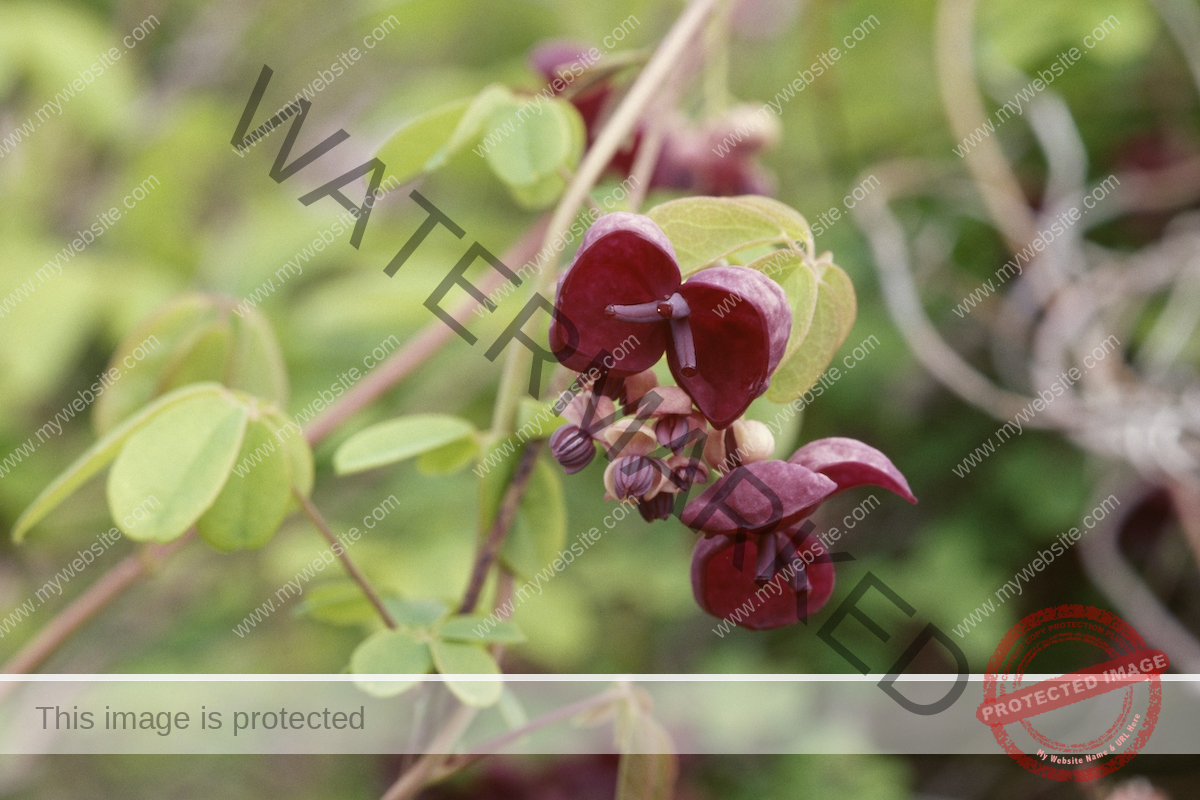 Chocolate vine (Akebia quinata) flowers are purple-pink on a thin branch.