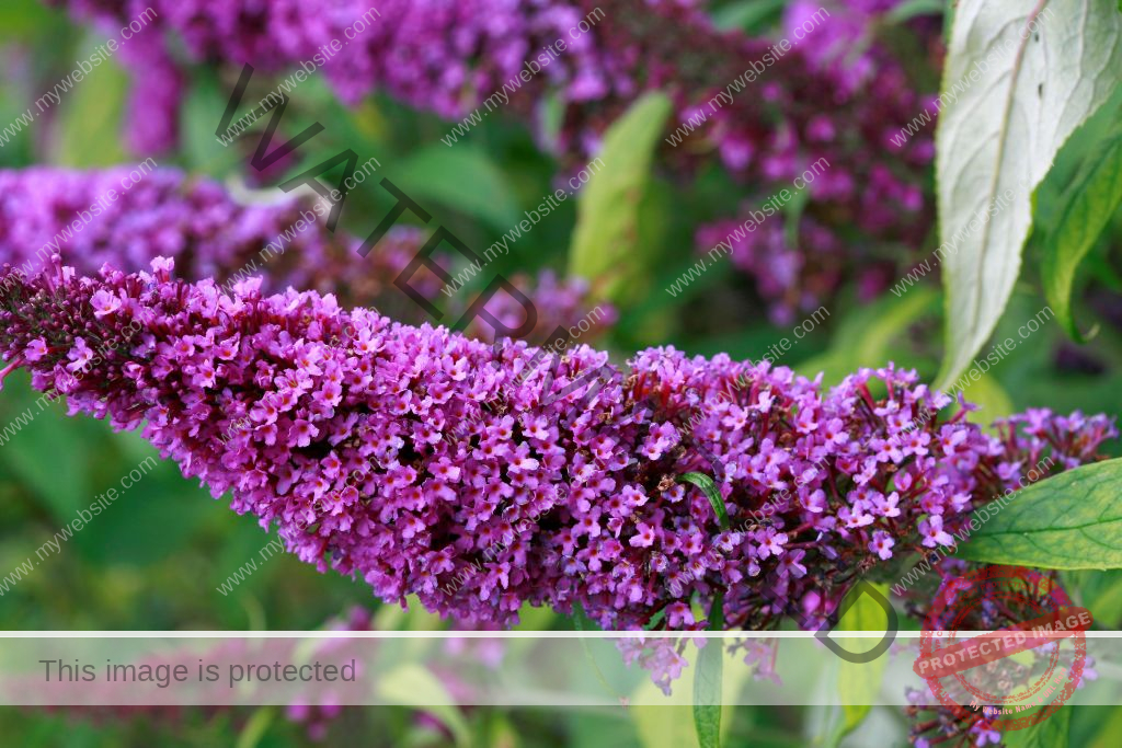 Purple butterfly bush (Buddleja davidii) flowers in bloom extend from the bush's green leaves.