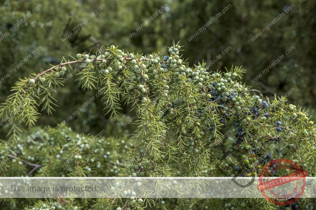 A hanging branch of a juniper (Juniperus communis L.) bush is littered with light blue berries.