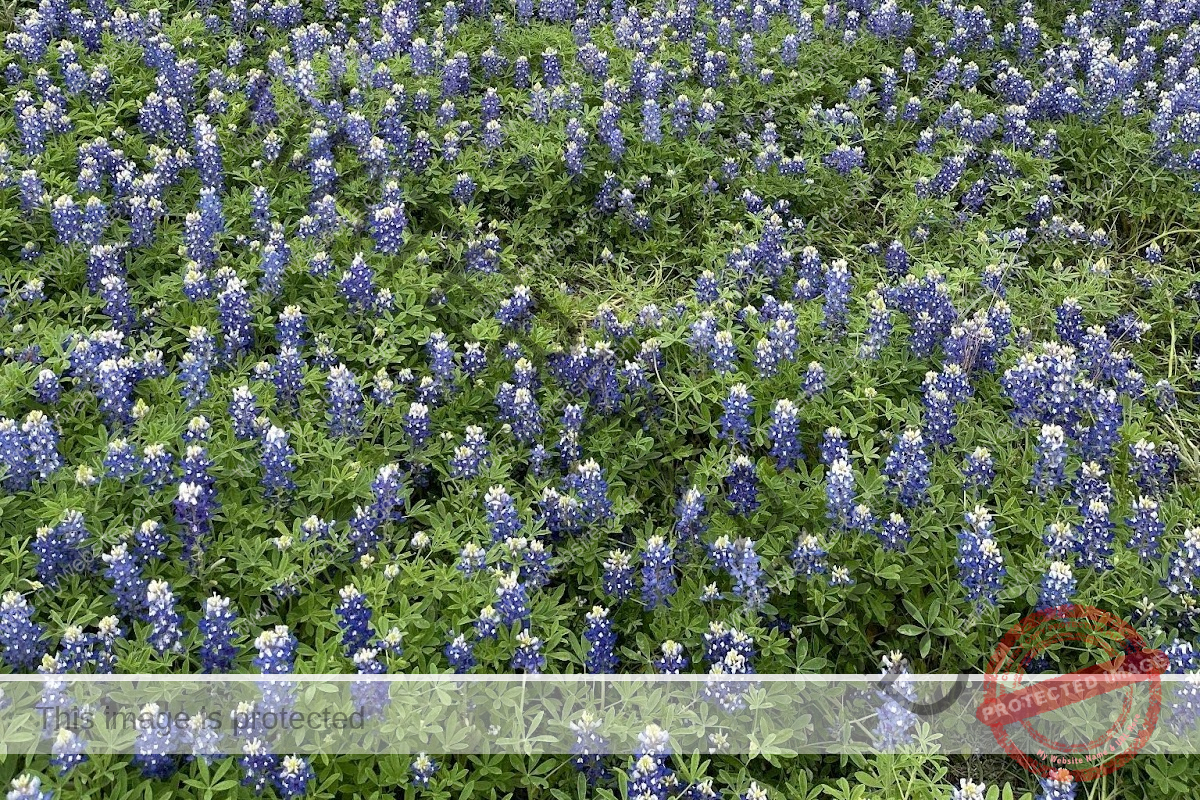 A group of bluebonnets are blooming brightly in a meadow.