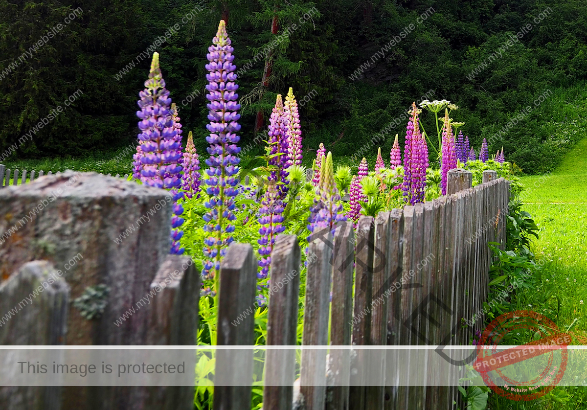 Tall purple and pink lupines are planted inside a garden in Woodland's backyard.