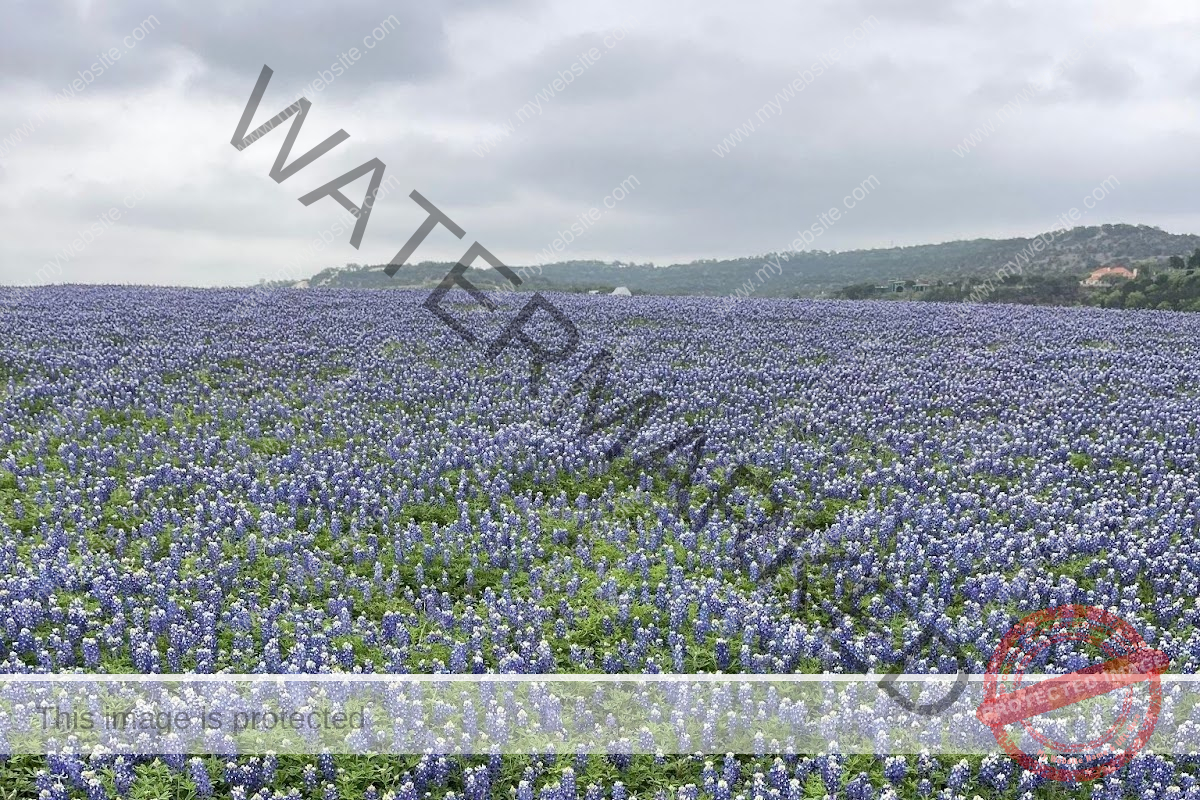 A carpet of bright blue bonnets is blooming under the cloudy gray Texas sky. 