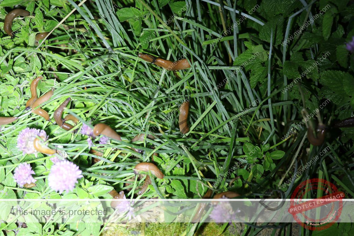 Many slugs were crawling on the grass and plants in the torchlight at night.