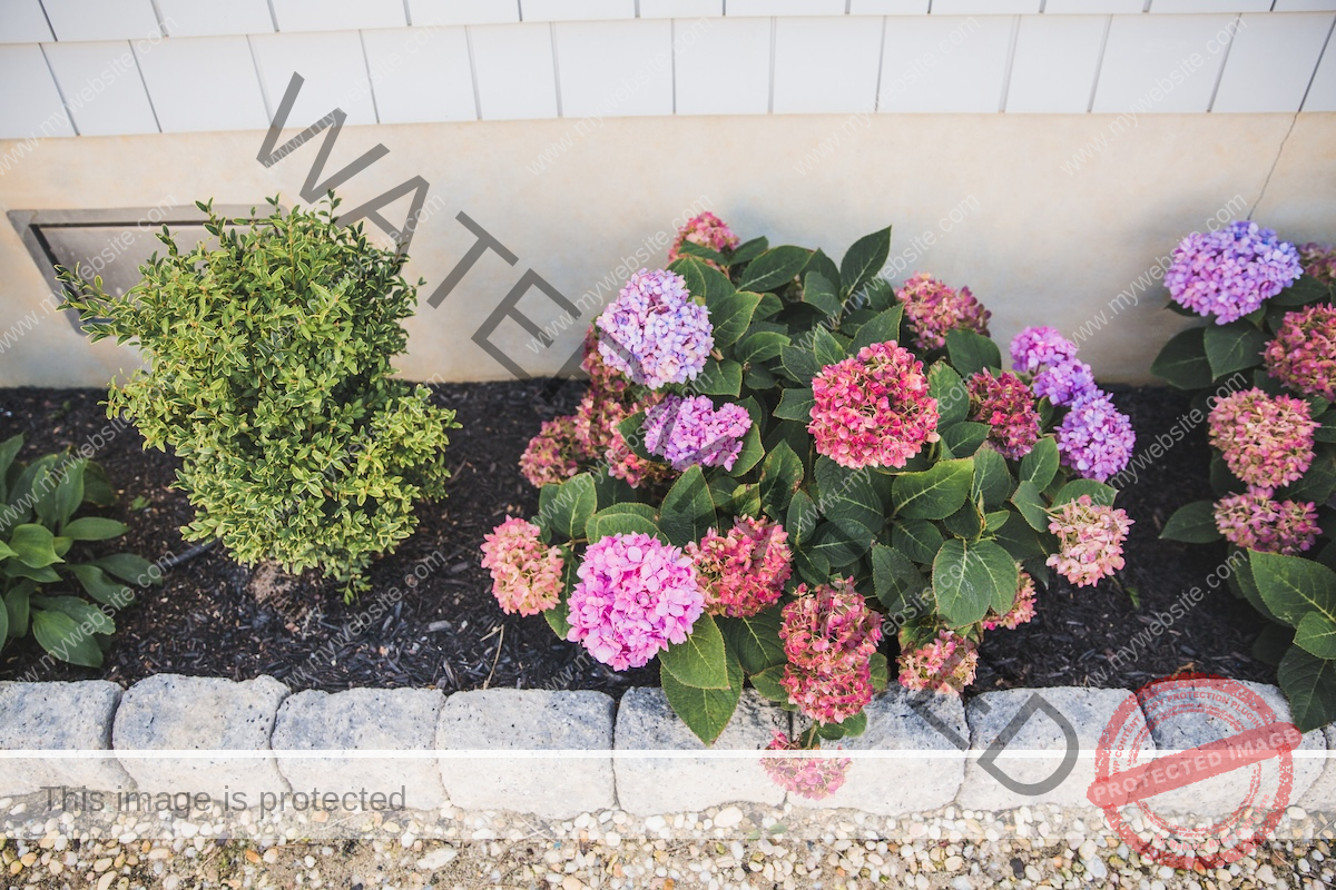 A hydrangea bush with purple, red, purple and green flowers, planted in deep mulch in a garden bed.