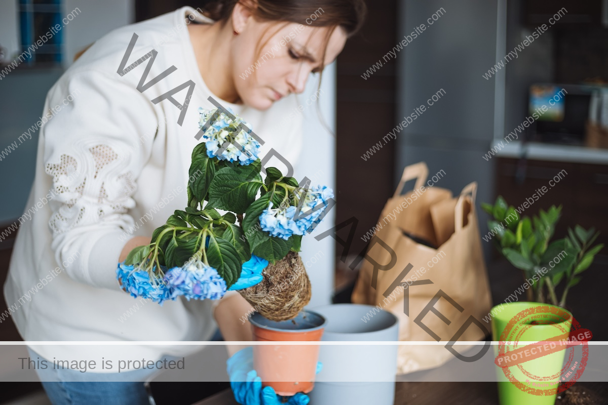 A woman wearing a white sweater is planting blue hydrangea flowers in a flower pot indoors.