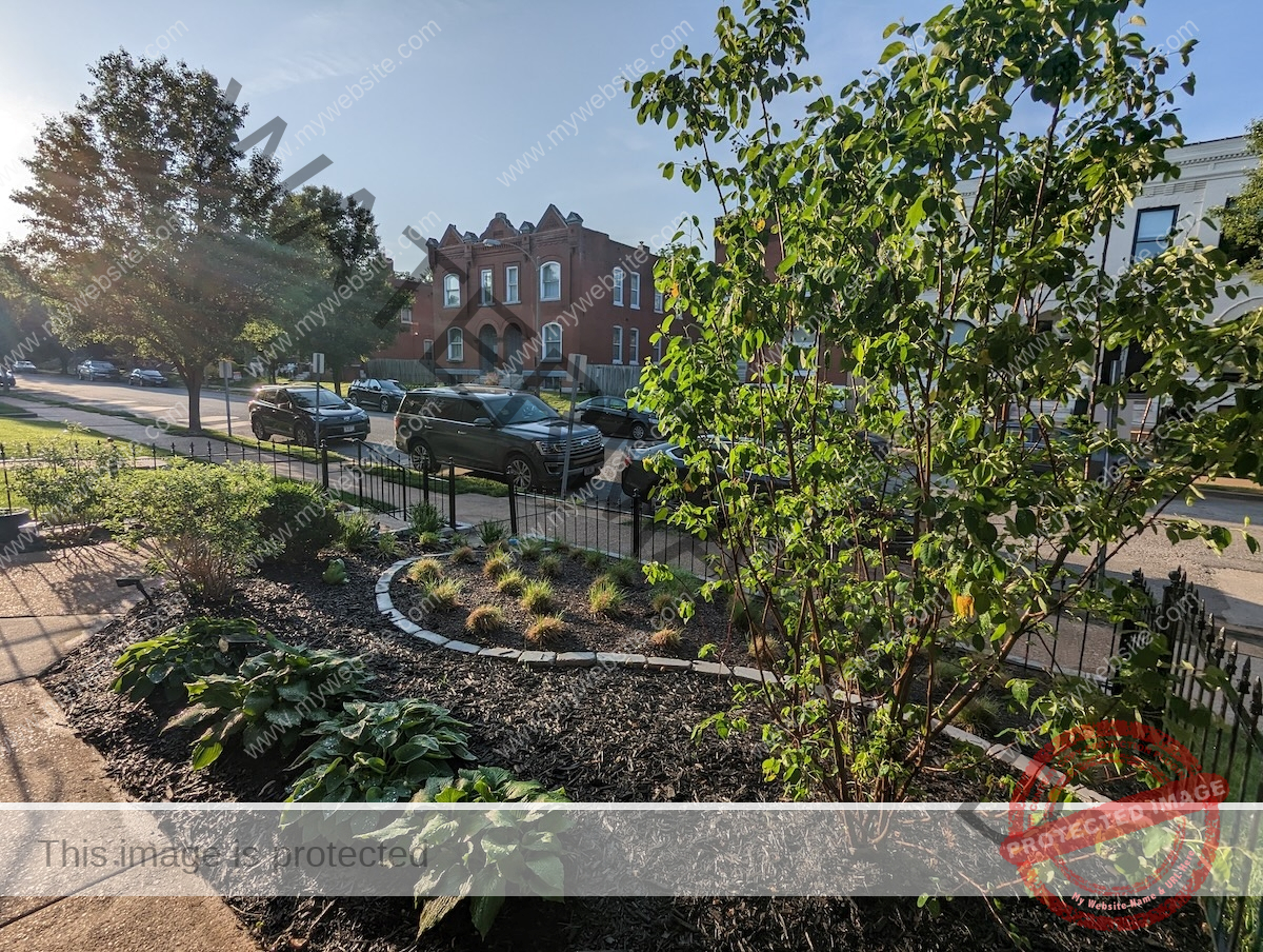 View of a yard filled with native plants next to the sidewalk and road.