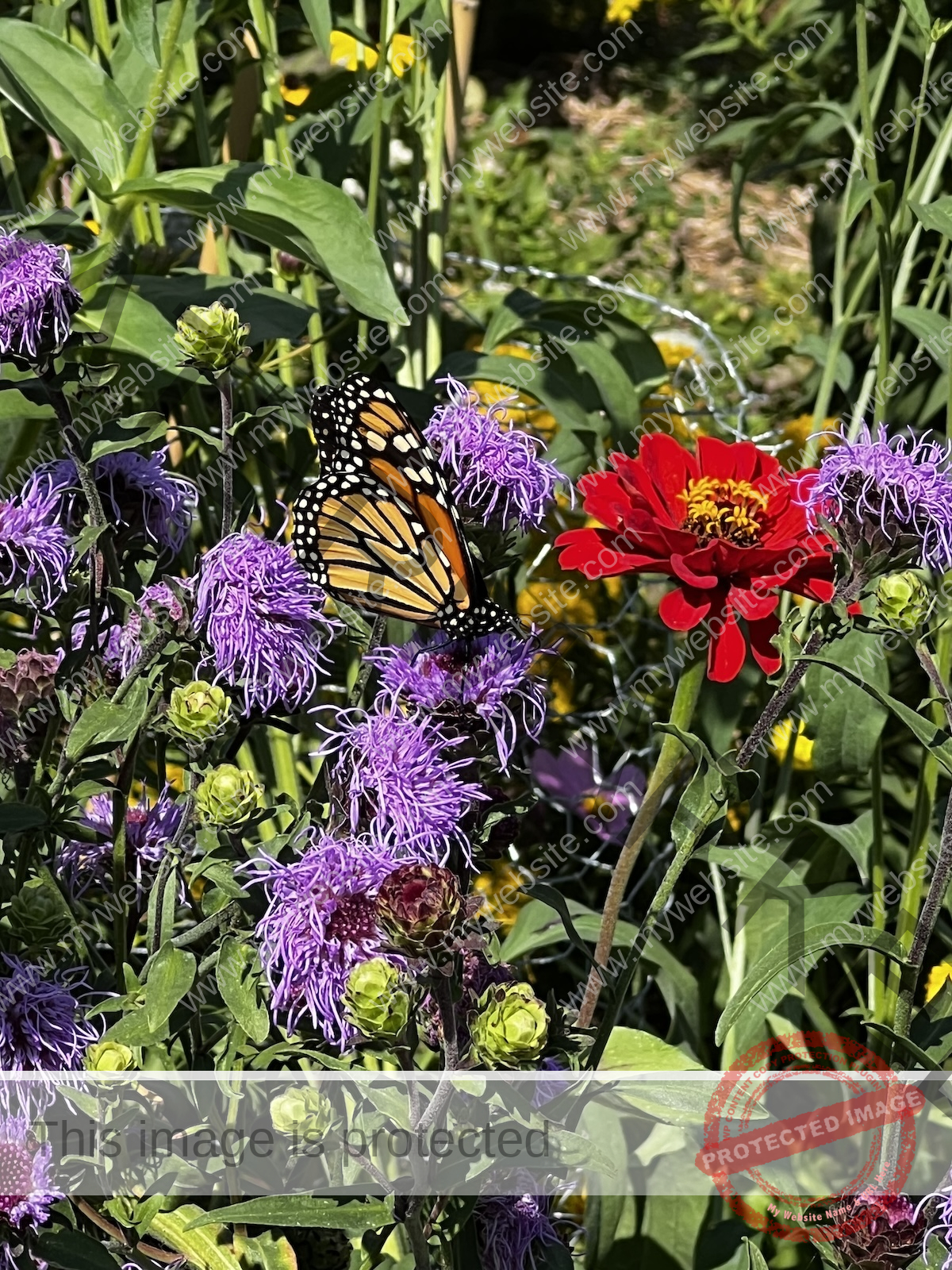 Chris Manning's pollinator garden is replacing the traditional turfgrass lawn.