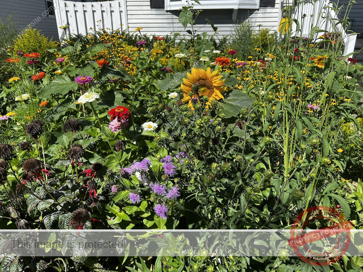 Chris Manning's pollinator habitat front lawn in Green Bay Wisconsin.