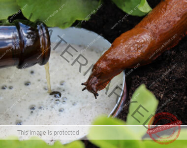 An off-camera person pours a bottle of beer into a slug trap; A slug approaches the net.