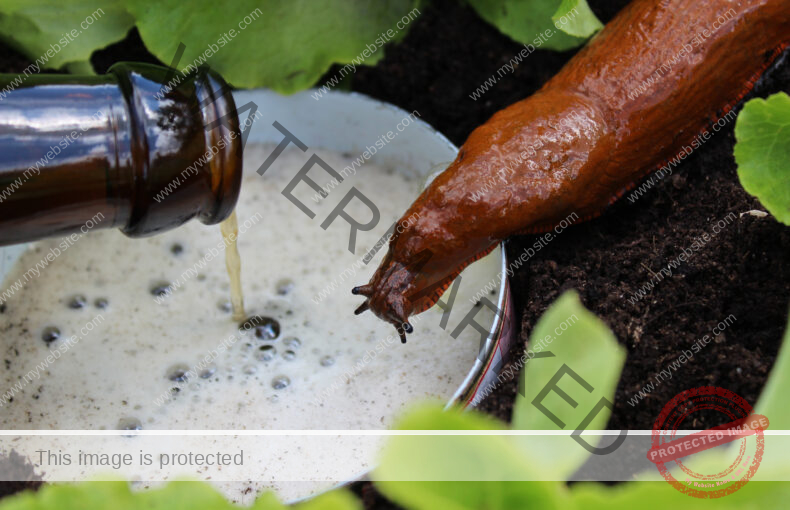 An off-camera person pours a bottle of beer into a slug trap; A slug approaches the net.