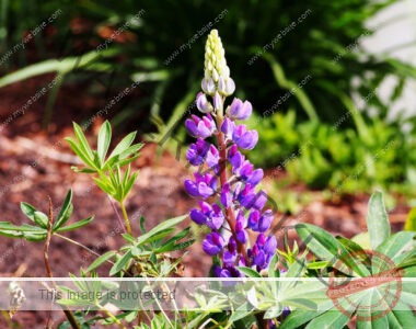 A purple lupine flower is blooming among grass and green leaves in a garden bed.