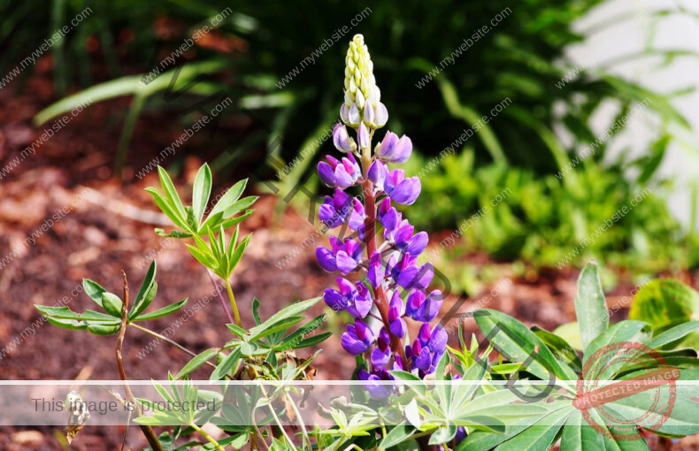 A purple lupine flower is blooming among grass and green leaves in a garden bed.