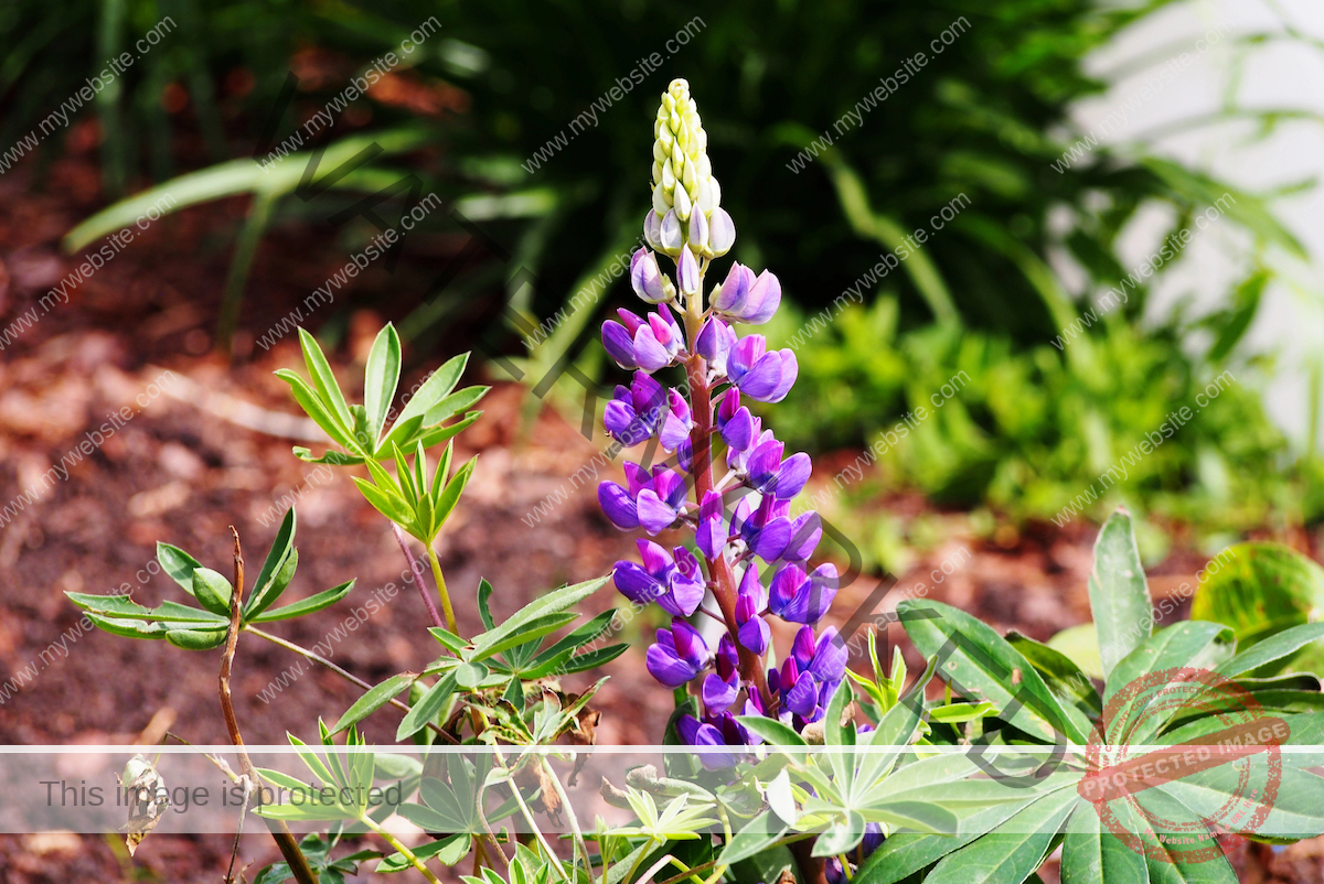 A purple lupine flower is blooming among grass and green leaves in a garden bed.