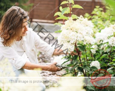 A woman prunes a white hydrangea bush with clippings on a sunny day.