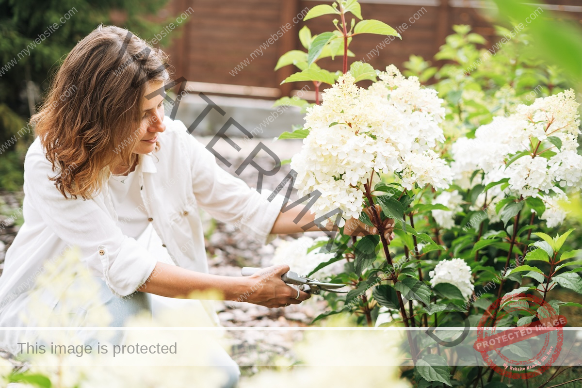 A woman prunes a white hydrangea bush with clippings on a sunny day.