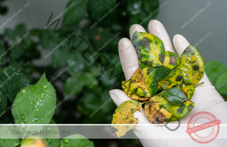 Gardener holding a group of spotted diseased leaves.