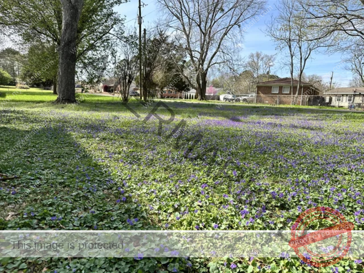 A large green courtyard with purple flowers throughout the lawn.