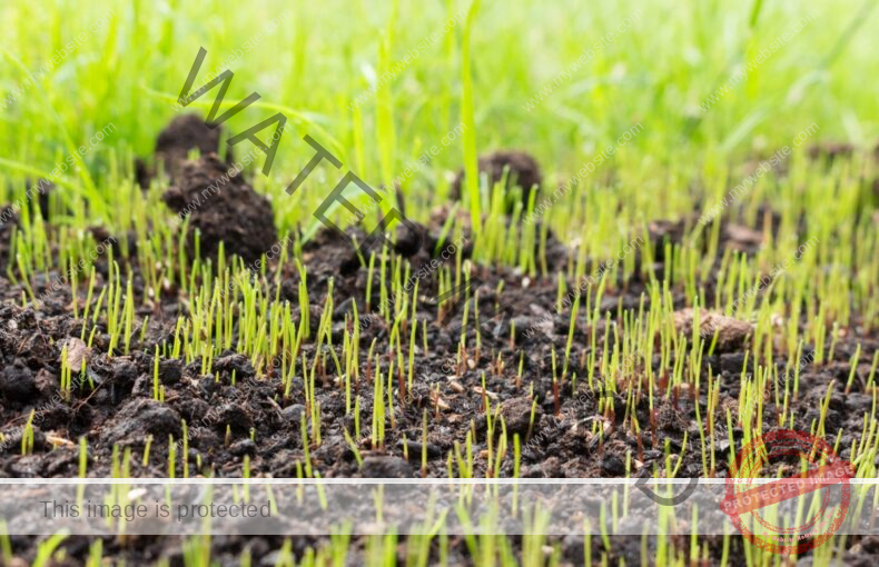 Young blades of grass are growing in a pile of dirt.