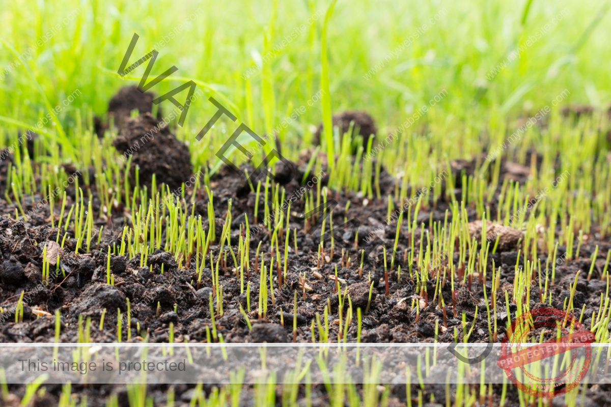 Young blades of grass are growing in a pile of dirt.